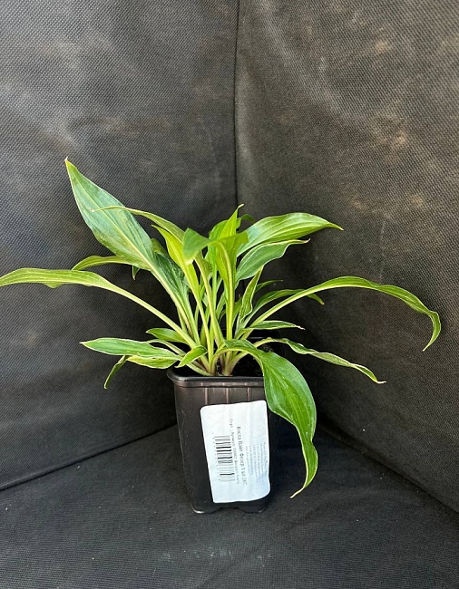 Хоста Вайт Фезер 